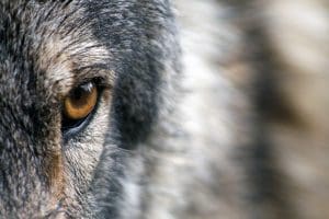 Le loup de Icomptoir attendre le bon nom de domaine !